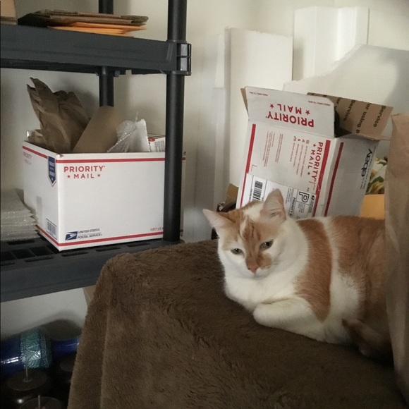 🐈🐾 Follow Game 🐈🐾 Like to play tag & share - Picture 4 of 10